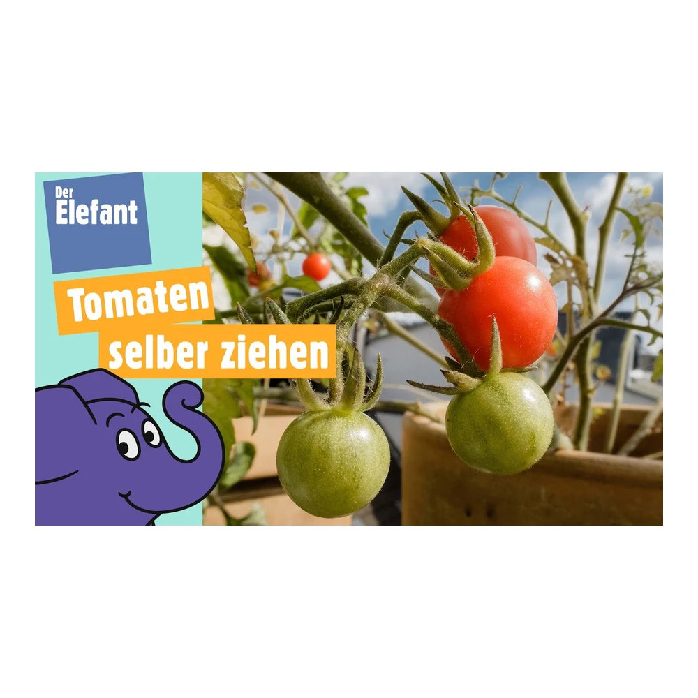 ELEFANT geschälte Tomaten (INDIEN)