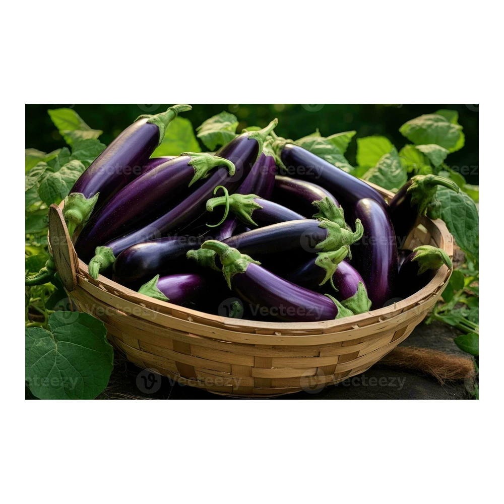 Fresh Eggplant